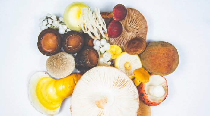 All The Reasons Why You Need Reishi Mushrooms In Your Life