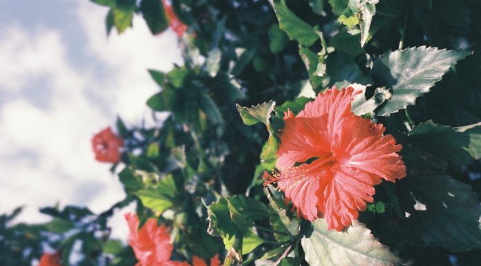This Bright Red Drink Will Change Your Summer Forever