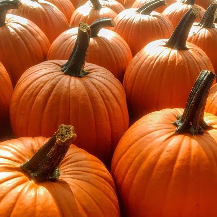 Surprising Facts You Didn't Know About Pumpkins