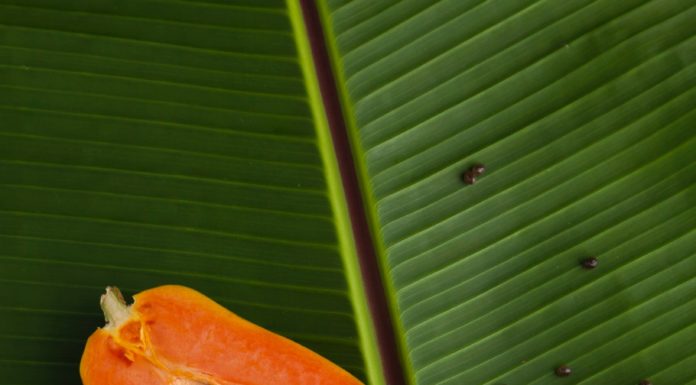 What’s Green Papaya?