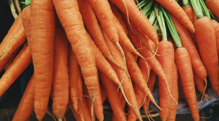 Three Everyday Vegetables You Can Share With Your Pup