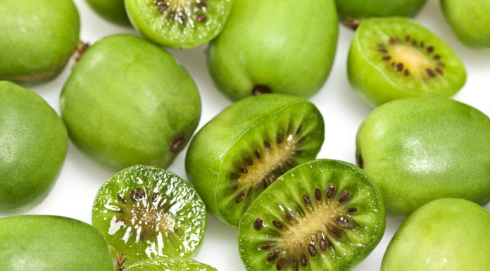 Baby Kiwis are a Pint-Sized Treasure
