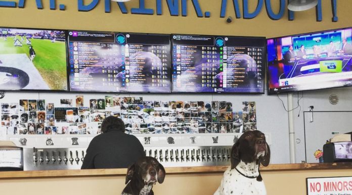 Fido’s: Where You Can Order a Pint and Adopt a Dog