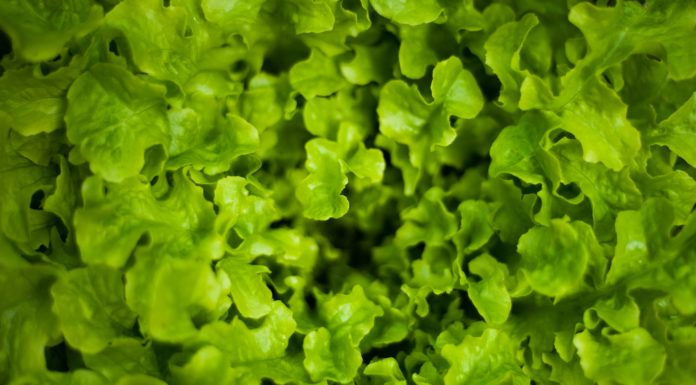 Why You Should Try Lalique Lettuce