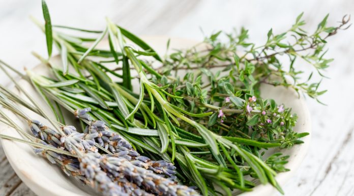 Delicious Herbs You Can Grow in Your Garden