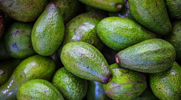 Fun Facts About Avocados You Probably Didn’t Know Avocado facts