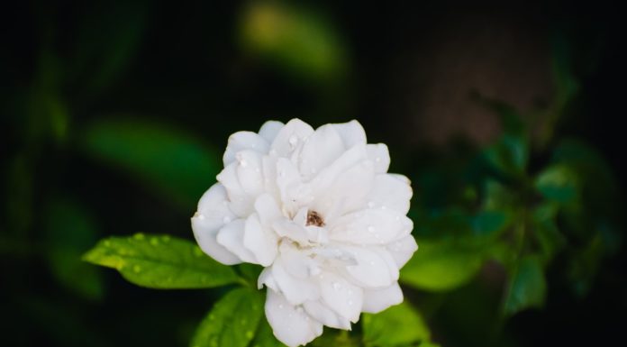 4 Things You Need to Know About Stevia Stevia facts