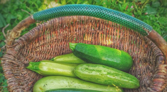What to do With Your Zucchini Glut Zucchini