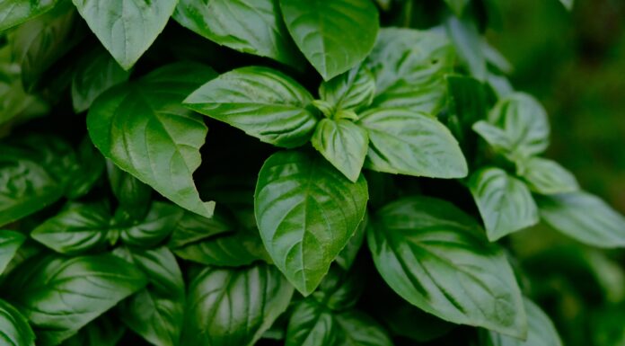 Best Herbs to Grow at Home Basil