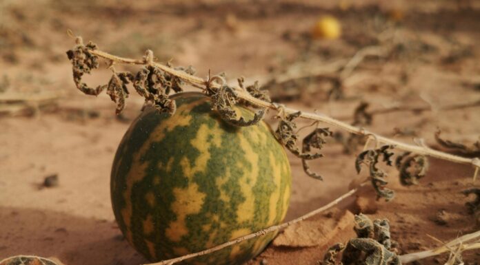 3 Tips for Picking the Best Watermelon Every Time Close-up of a Watermelon on a Field