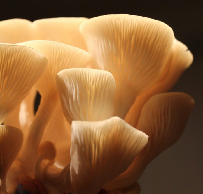 Oyster mushrooms